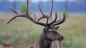 Иностранные туристы-охотники едут в Беларусь за благородным оленем