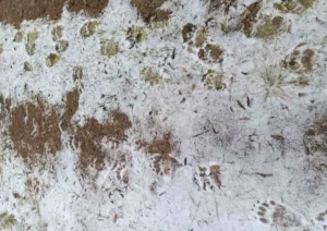 Осторожно: медведь-шатун!