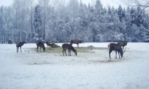 Помощь обитателям леса в зимнее время