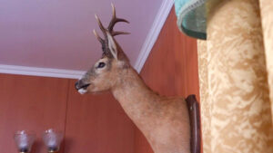 Охота по-белорусски